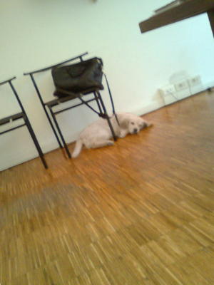 Le chien du directeur